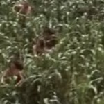 Tras caminar largo tiempo, parece llegar al parque del tio Jorge, ¿es la cincomarzada?