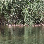 patos1