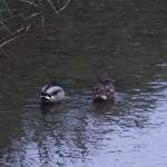 patos3