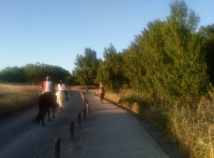 caballos en gallego